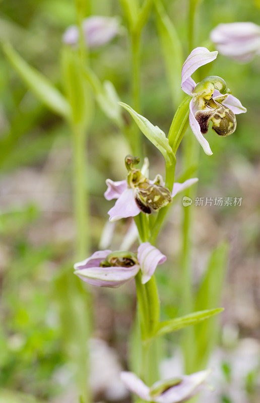 蜂兰花(Ophrys apifera)